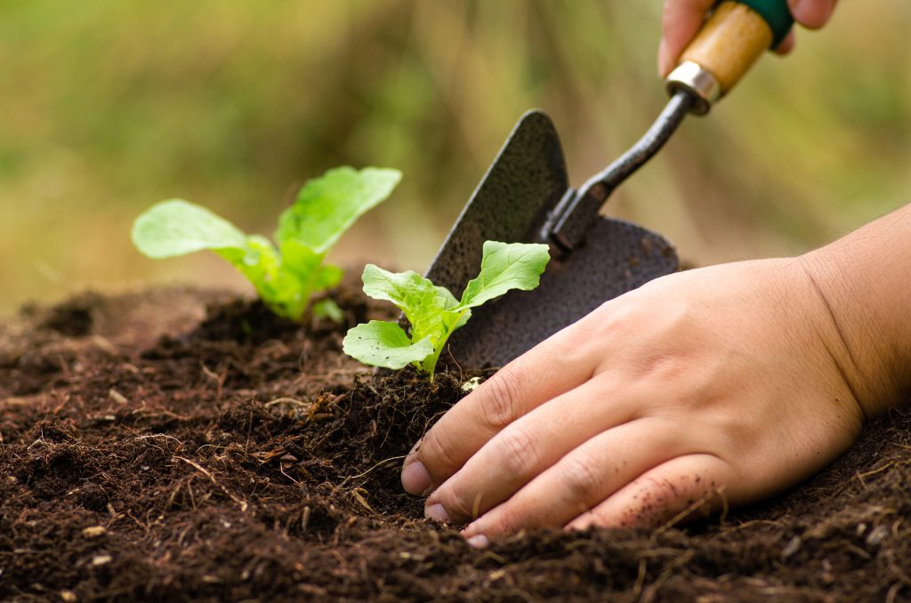 Agriculture,Plant,Seed,Seedling,Farmer planting sapling into soil over sunlight in morning time