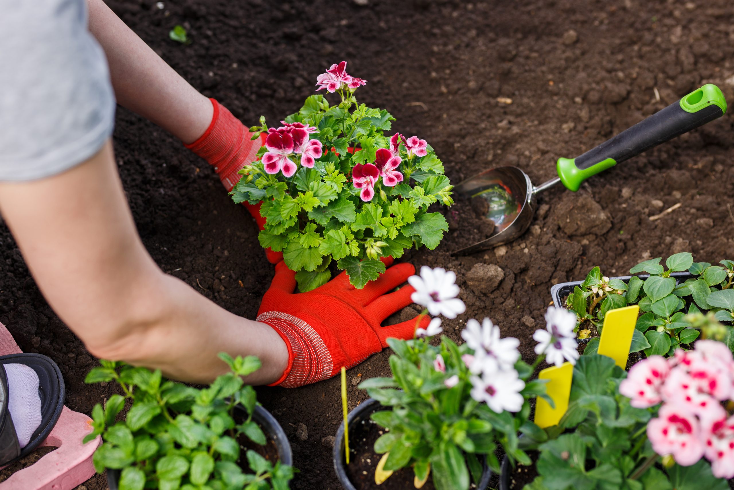 Plant Recommendations
