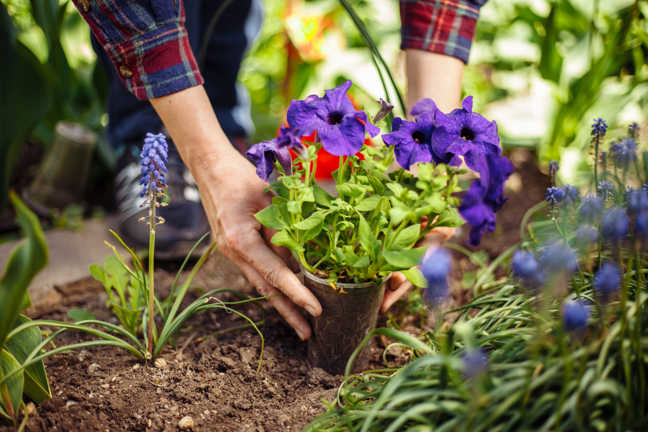 Plant Recommendations #2