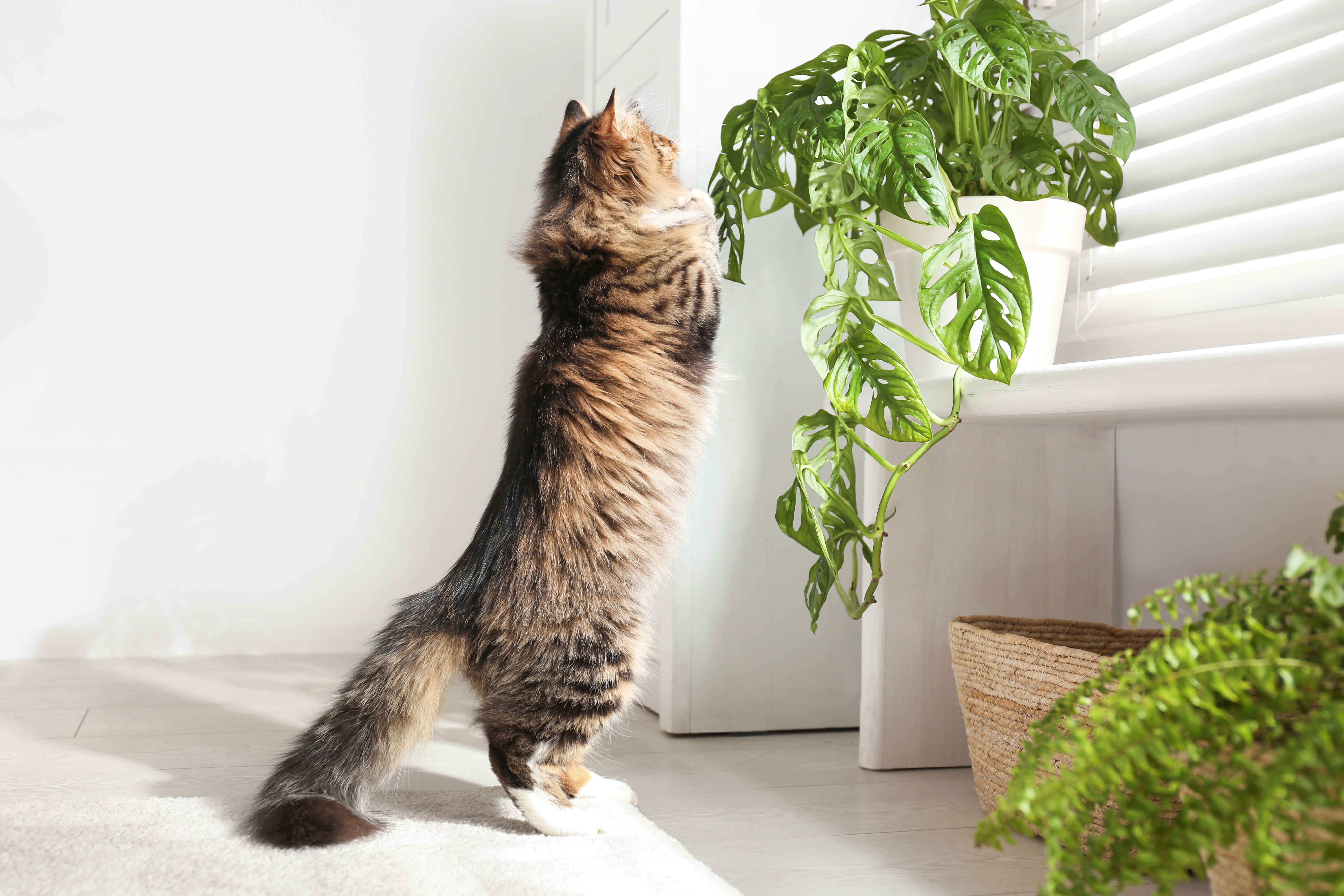 Pet-Safe Plants for Your Home