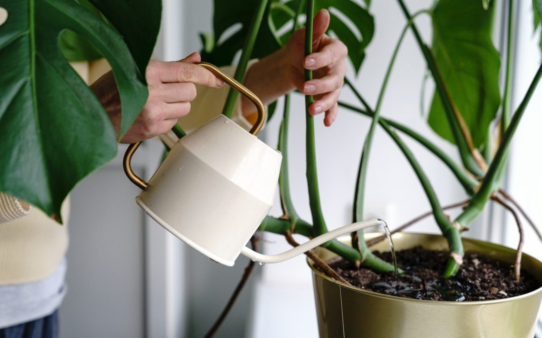 Indoor Plant Care for Beginners