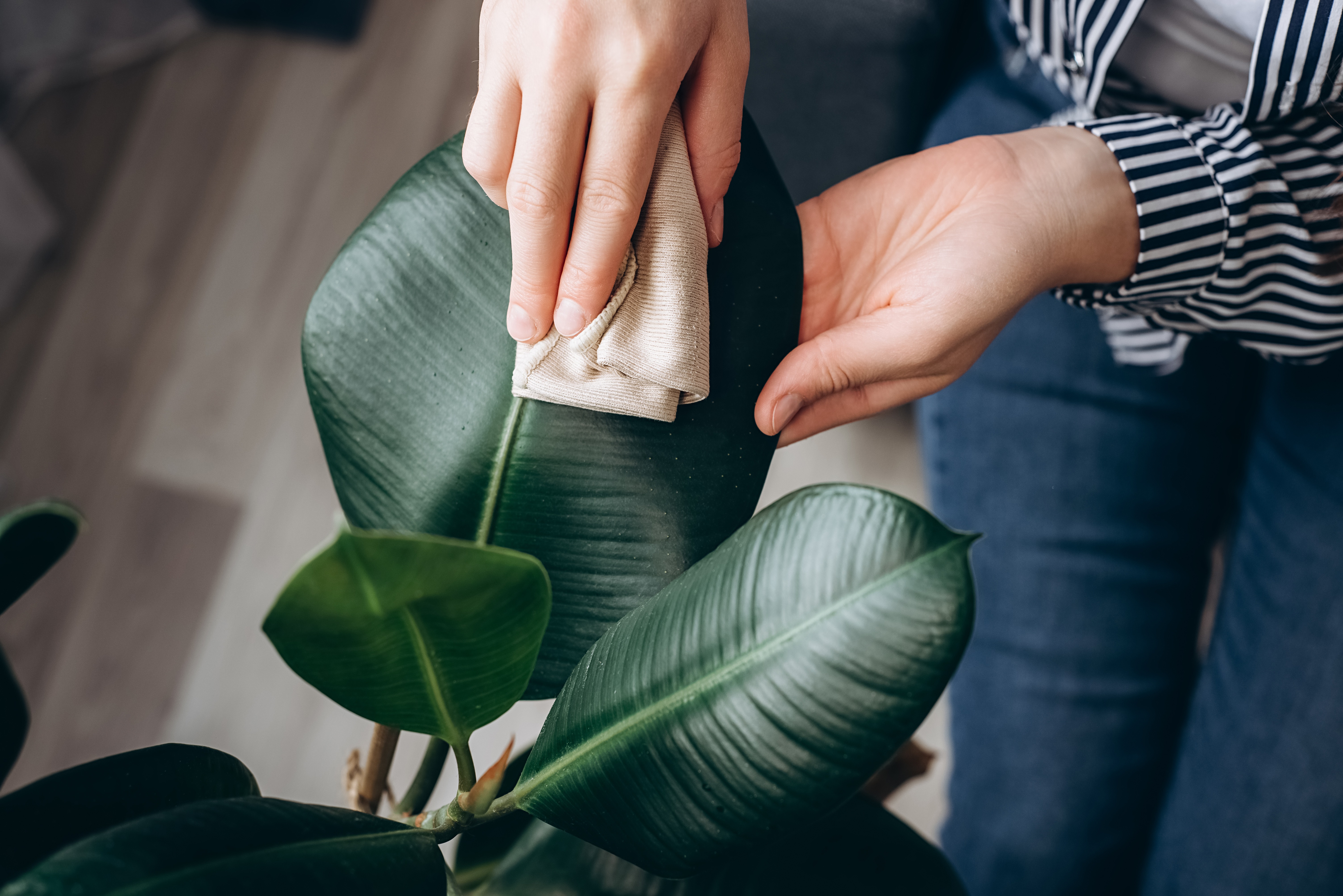 Plant Care Tips