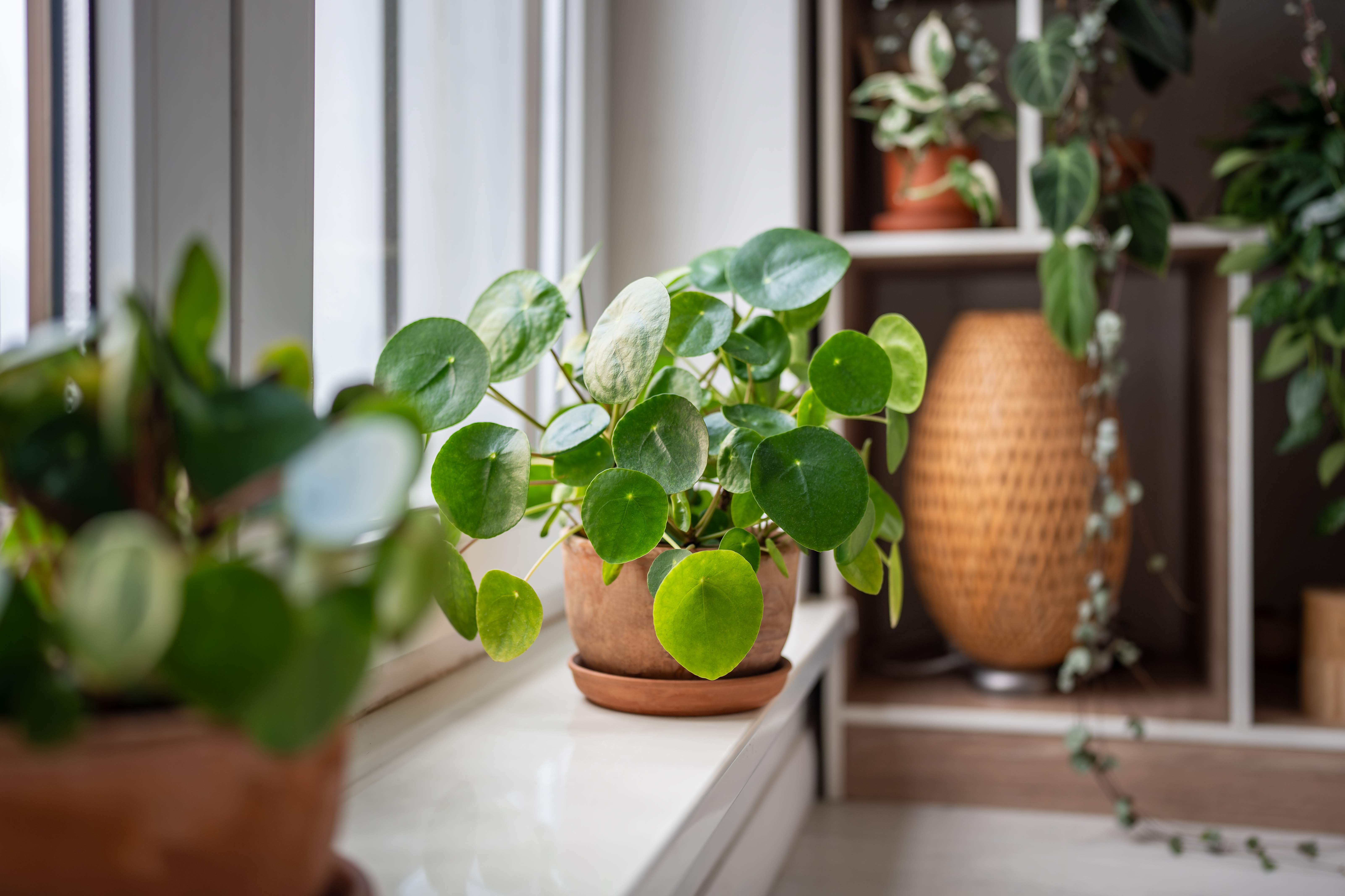 Best Air-Purifying Plants for Your Home