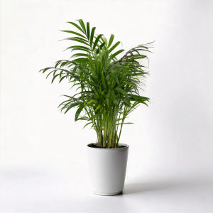 Areca Palm