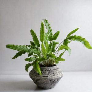 Bluestar Fern