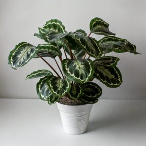 Calathea