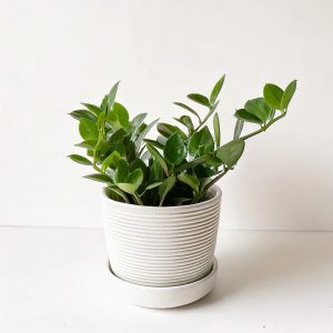 Peperomia