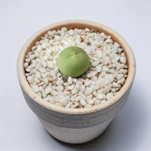 Conophytum