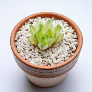 Haworthia