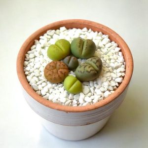 Lithops